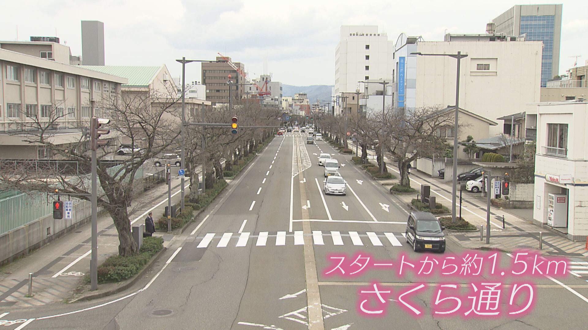 サクラは咲くか…？